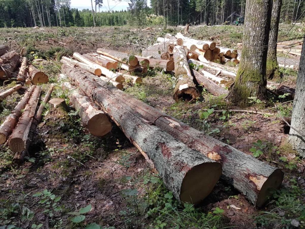 Kasvava metsa raieõiguse ost