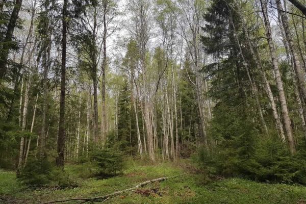 metsahooldus metsahooldus